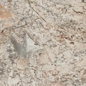 Wild Stone